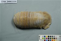 藏品(猶加敦深水蝨)的圖片